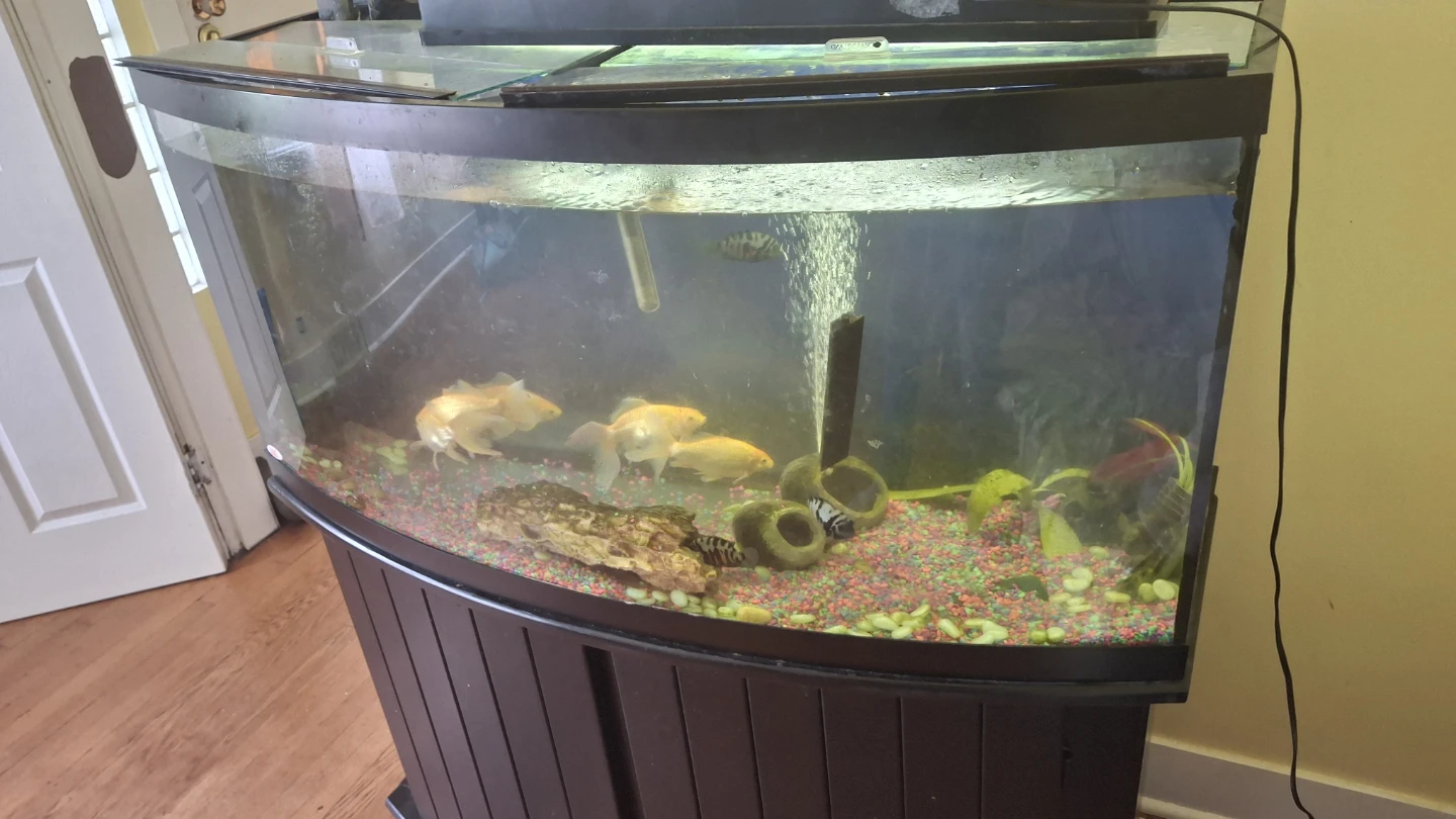 90 gallons Curved Aquarium with Stand & 9 fishes - photo 4