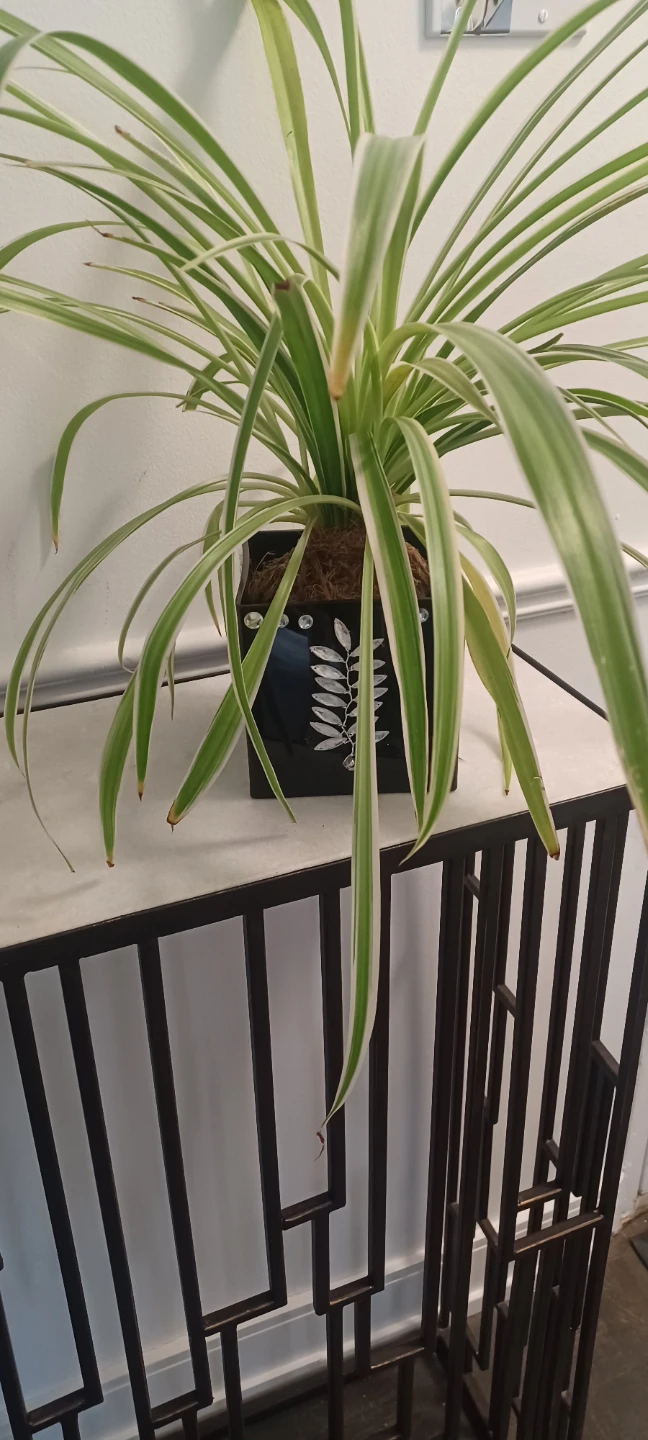 Spider Plant in Decorative Pot