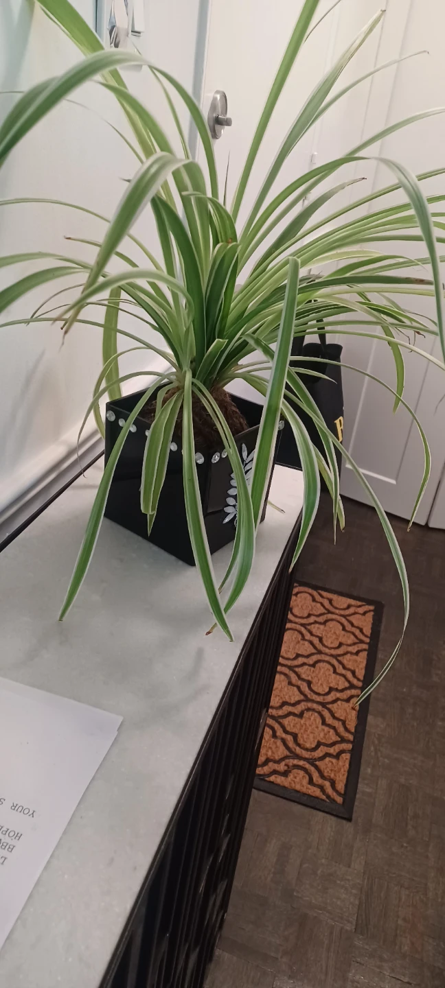 Spider Plant in Decorative Pot - photo 2