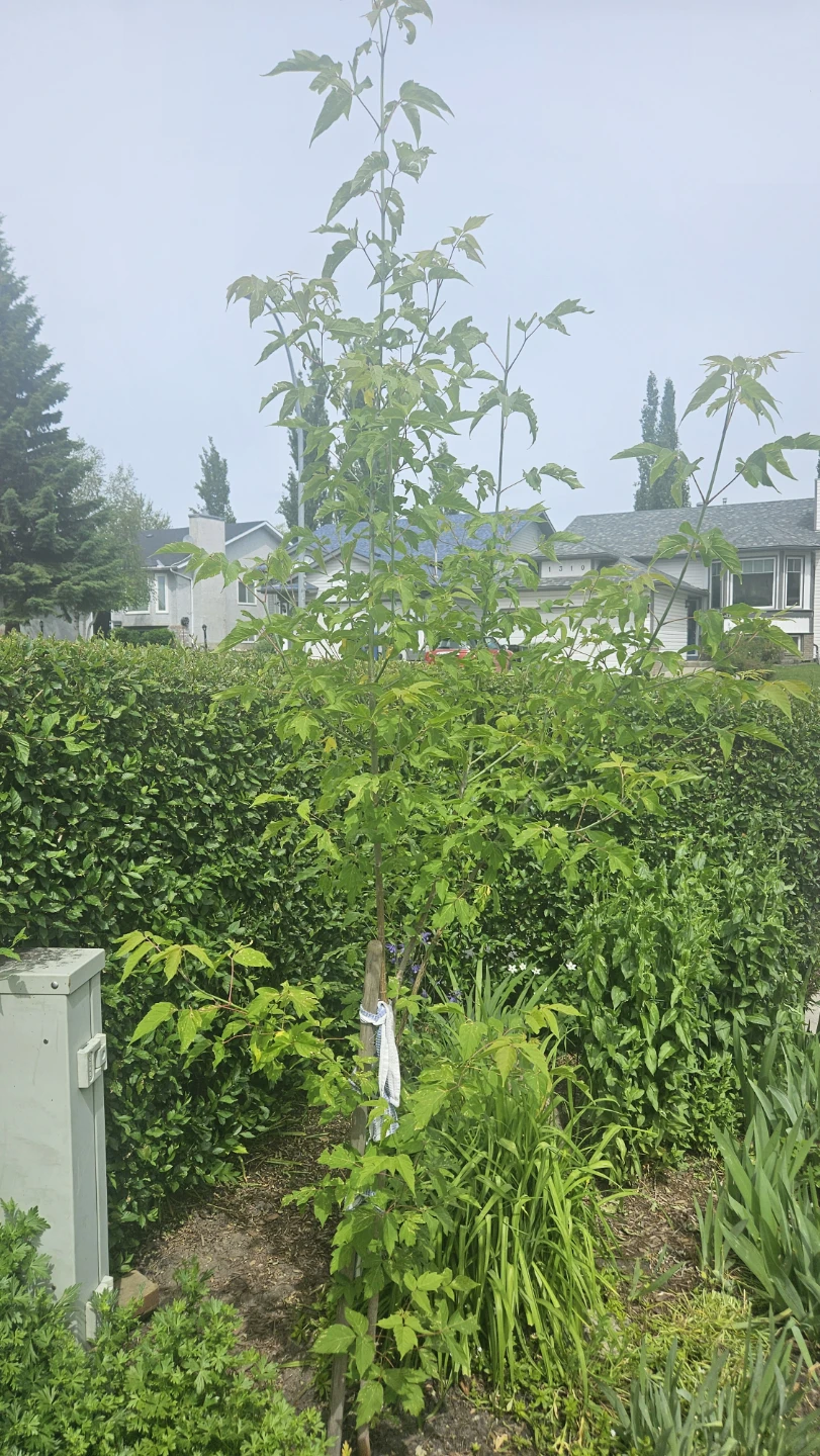 MAPLE TREE SAPLINGS - photo 2