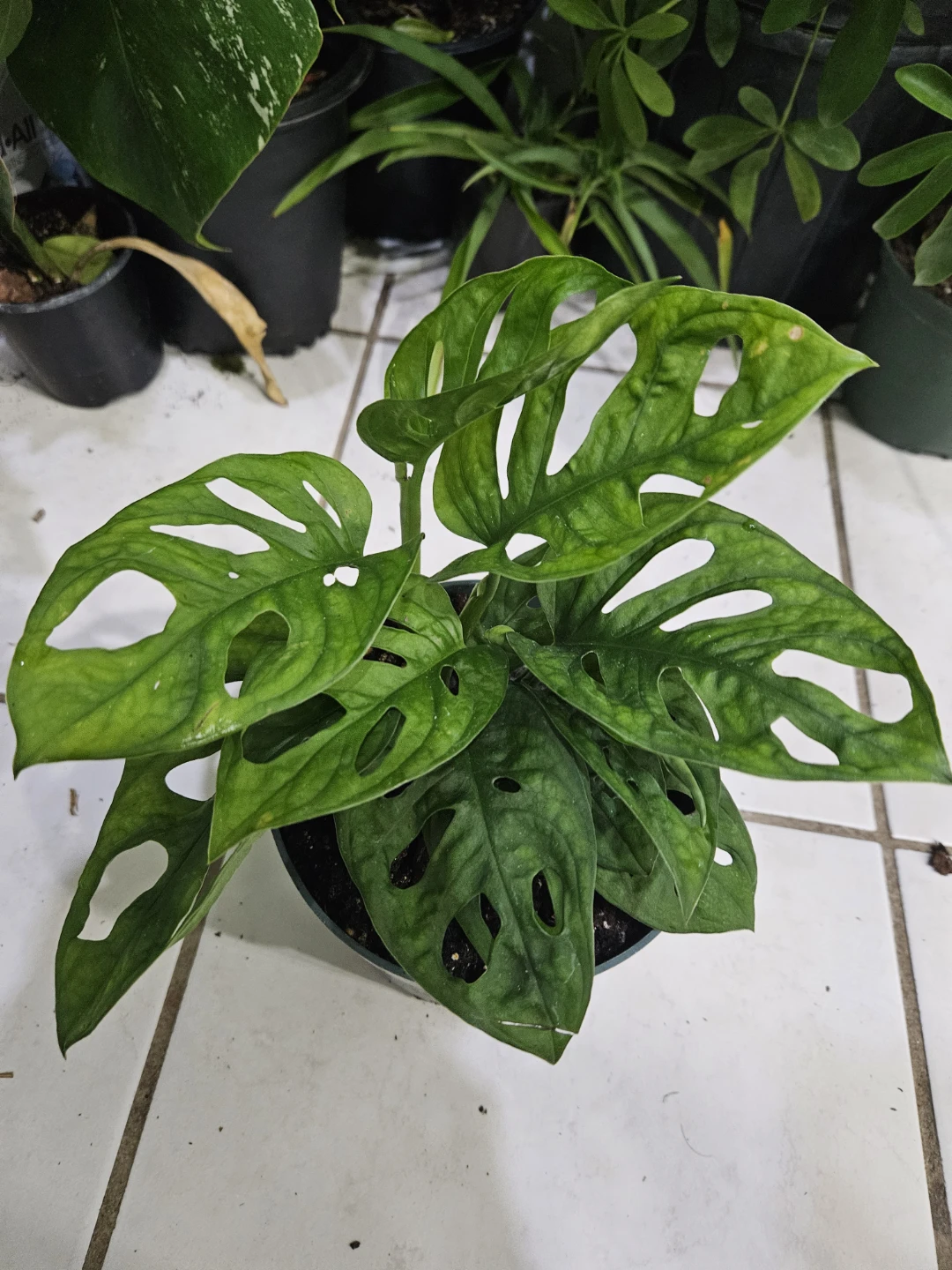Monstera Adansonii Plant⚽️