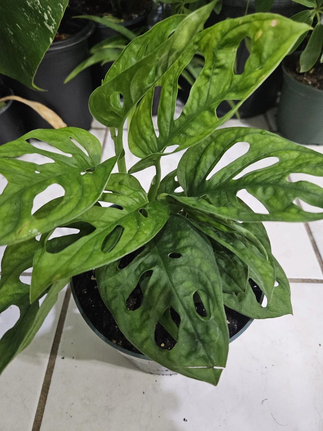 Monstera Adansonii Plant⚽️ - photo 2