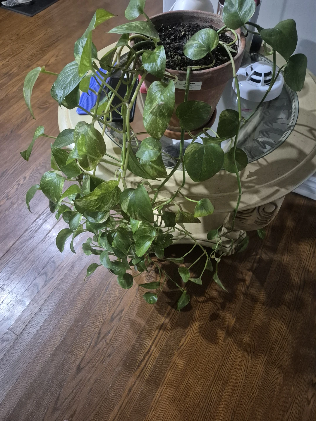 Pothos Plant in Terra Cotta Pot ⚽️