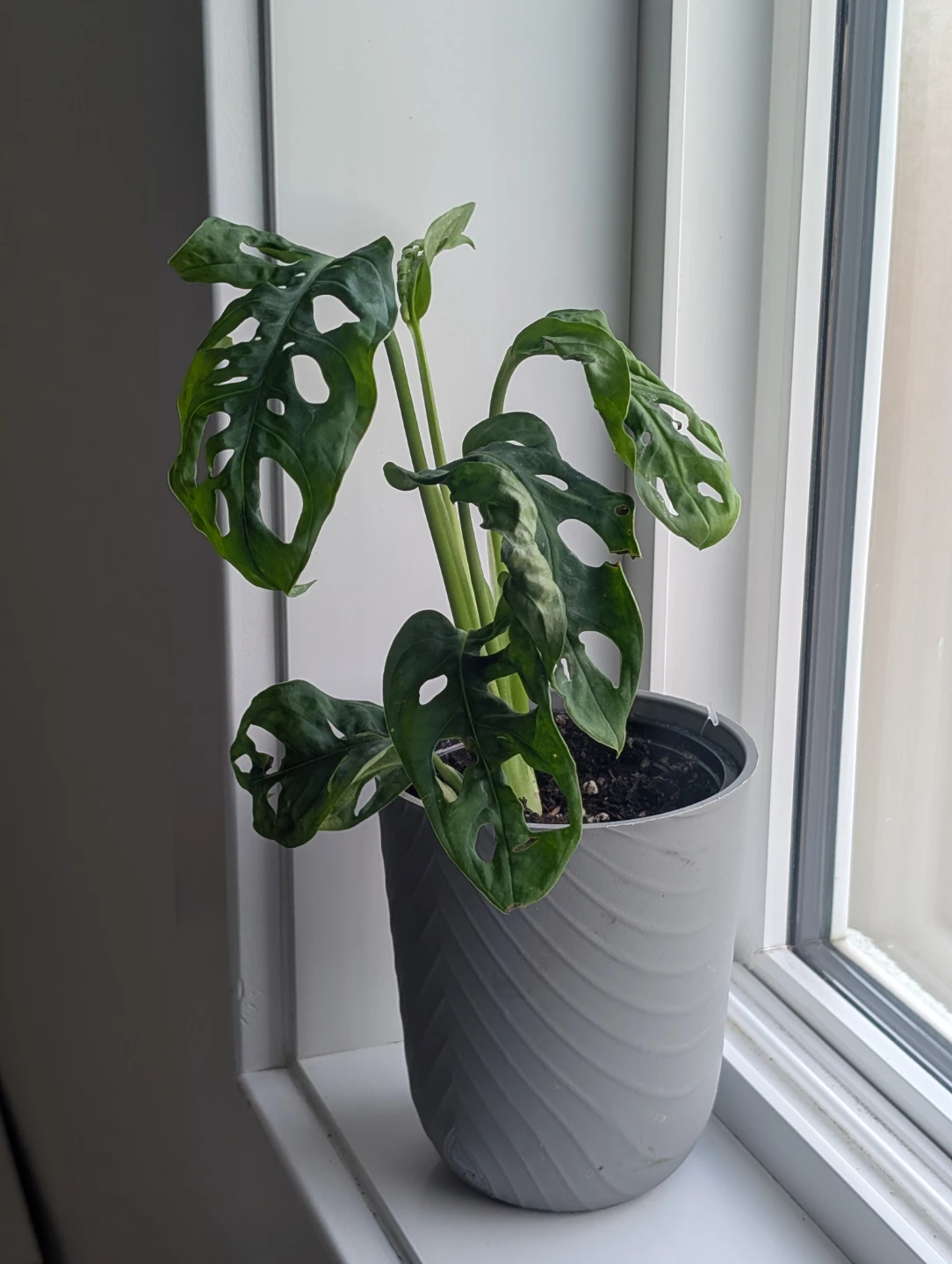 Monstera Adansonii Plant - photo 3