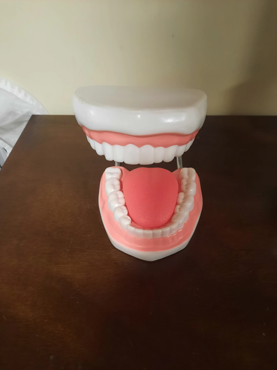 Dental Mouth Model