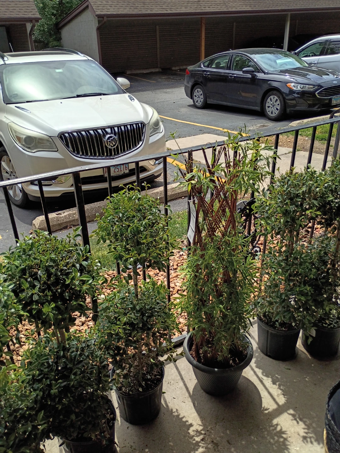 Potted Greenery Plants