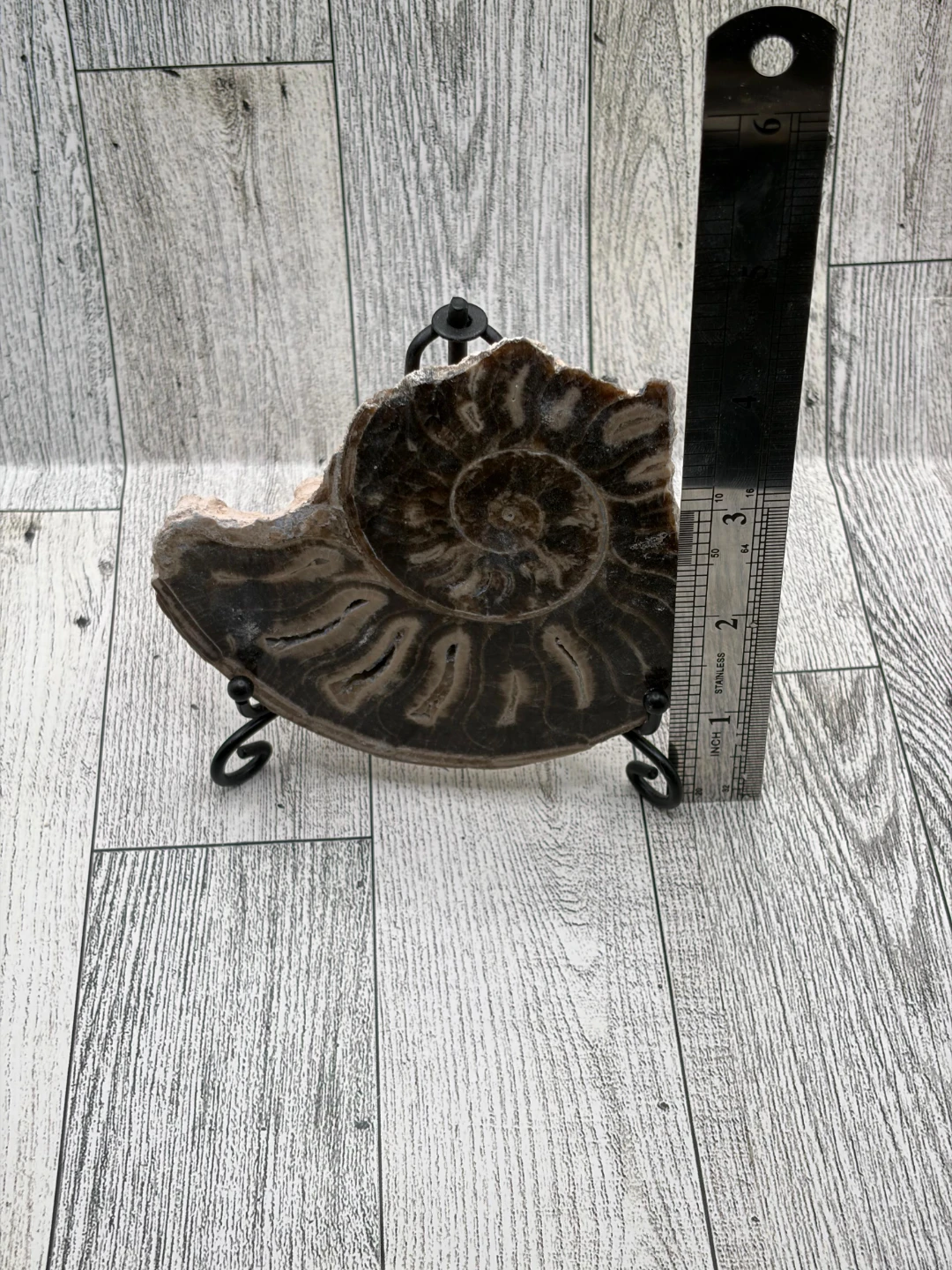Ammonite Fossil Slice