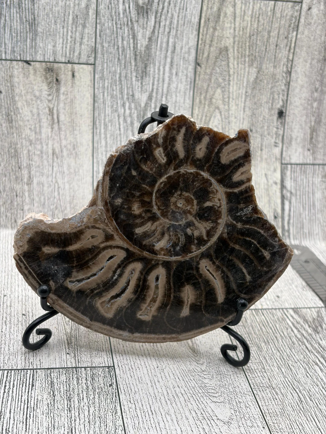 Ammonite Fossil Slice - photo 2