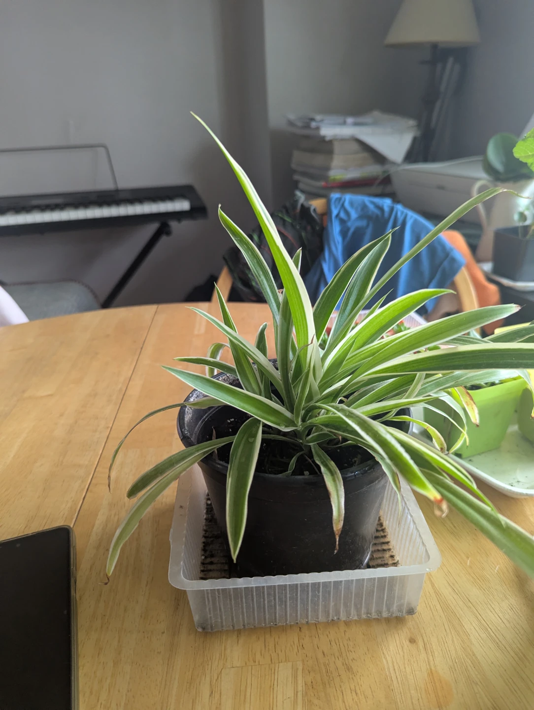 Spider Plant