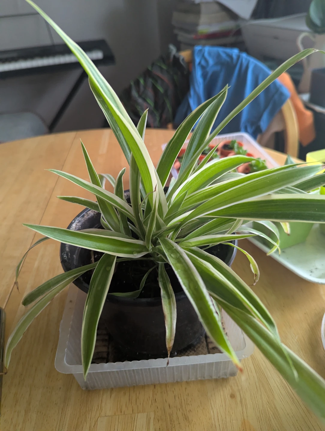 Spider Plant - photo 2