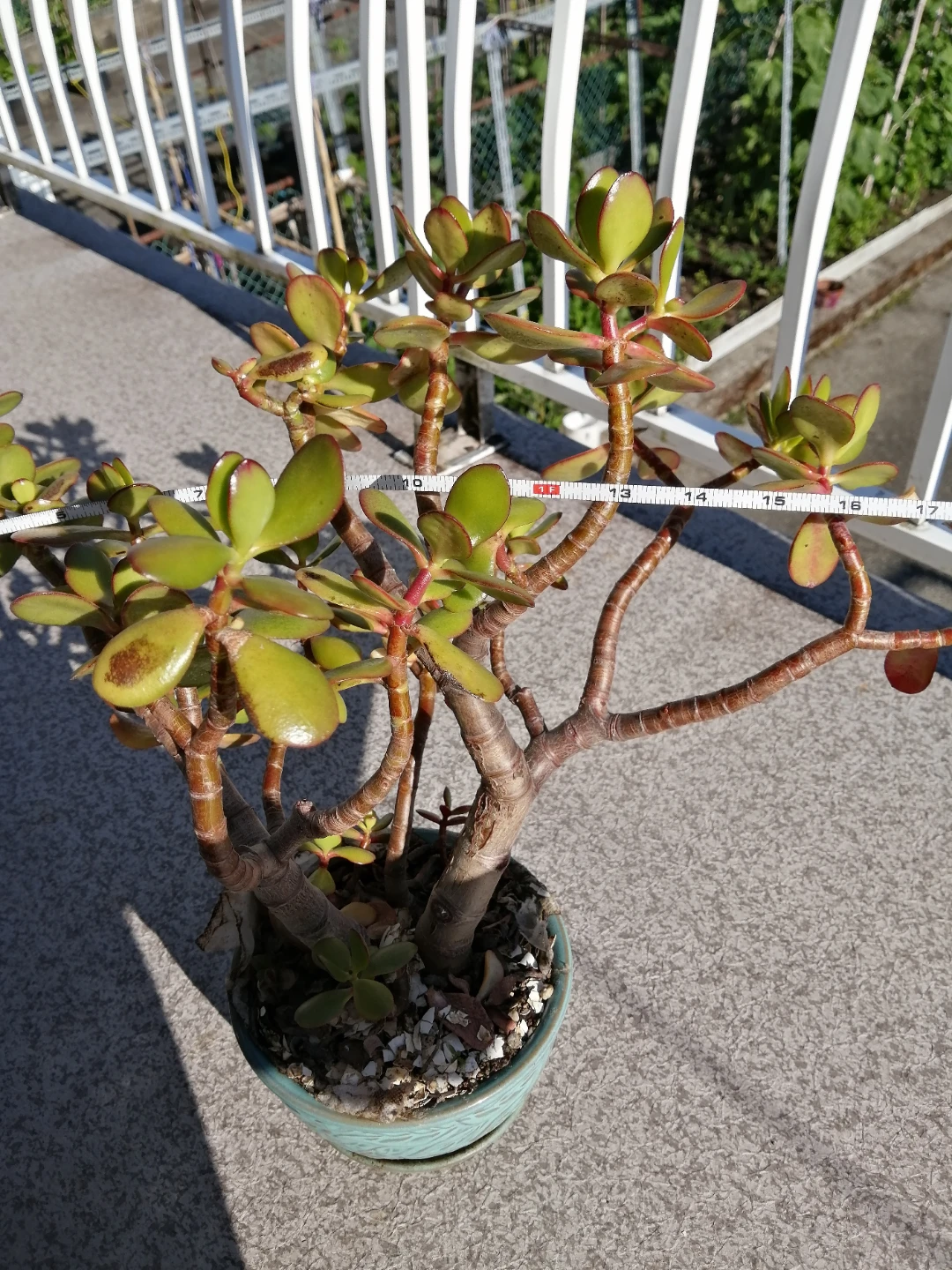 Jade Plant bonsai in Decorative Pot - photo 5