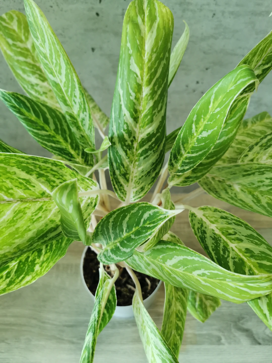 FREE! Aglaonema 'Golden Madonna' Plant - photo 2
