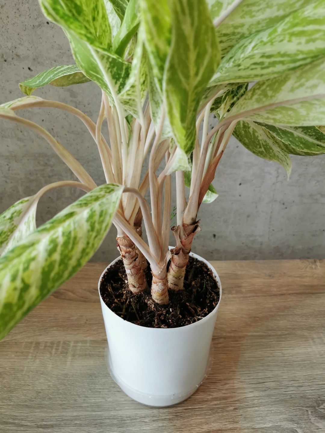 FREE! Aglaonema 'Golden Madonna' Plant - photo 3