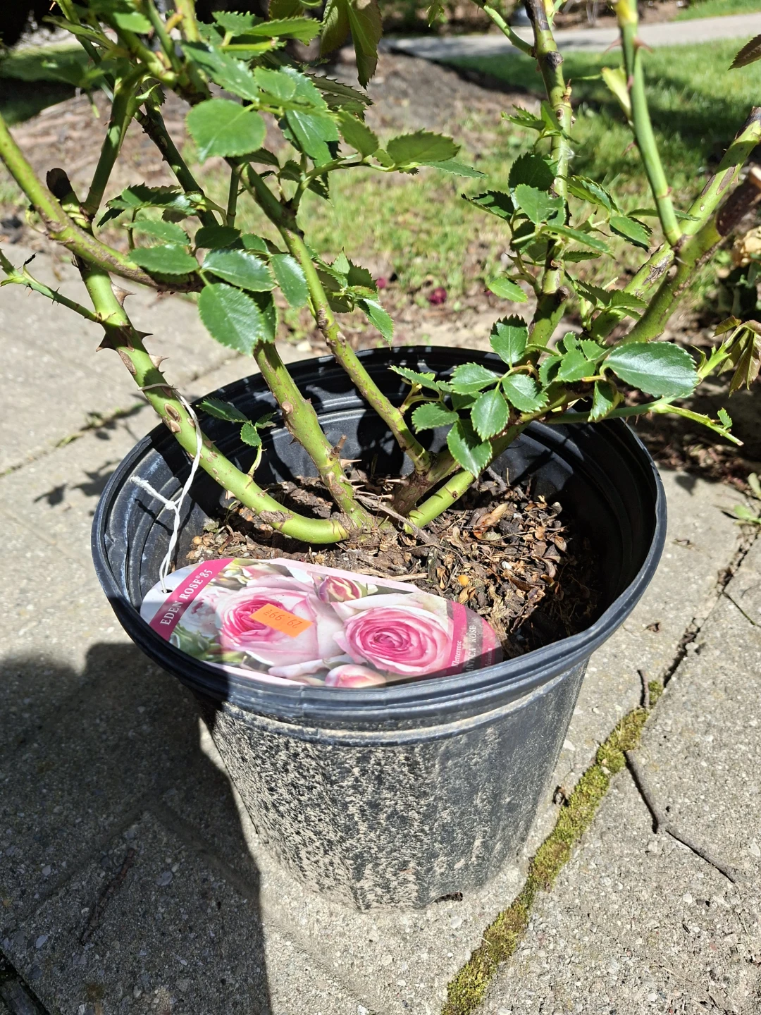 Eden Rose '85 Climbing Rose Plant