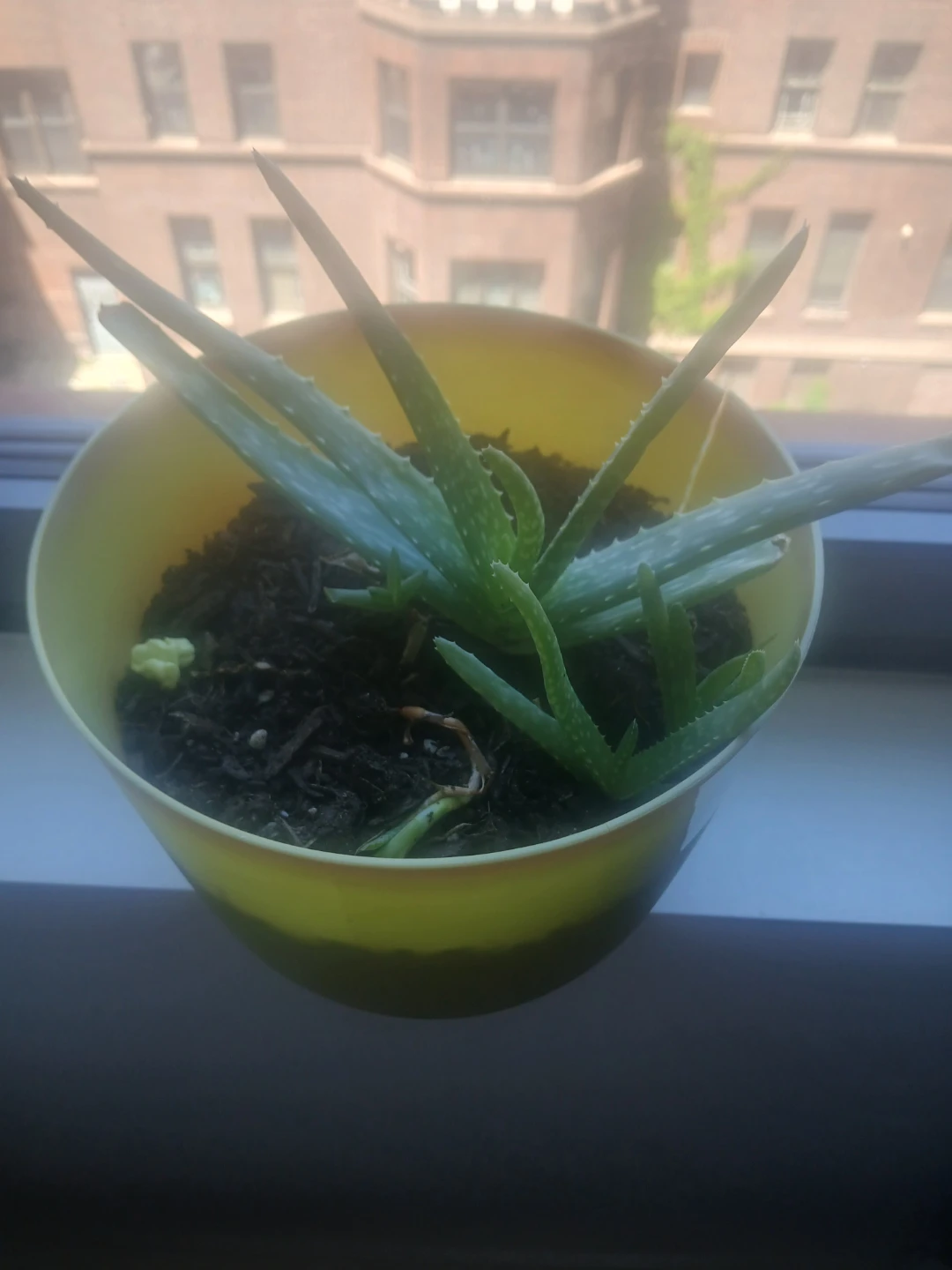 Aloe Vera Plant in Yellow Pot