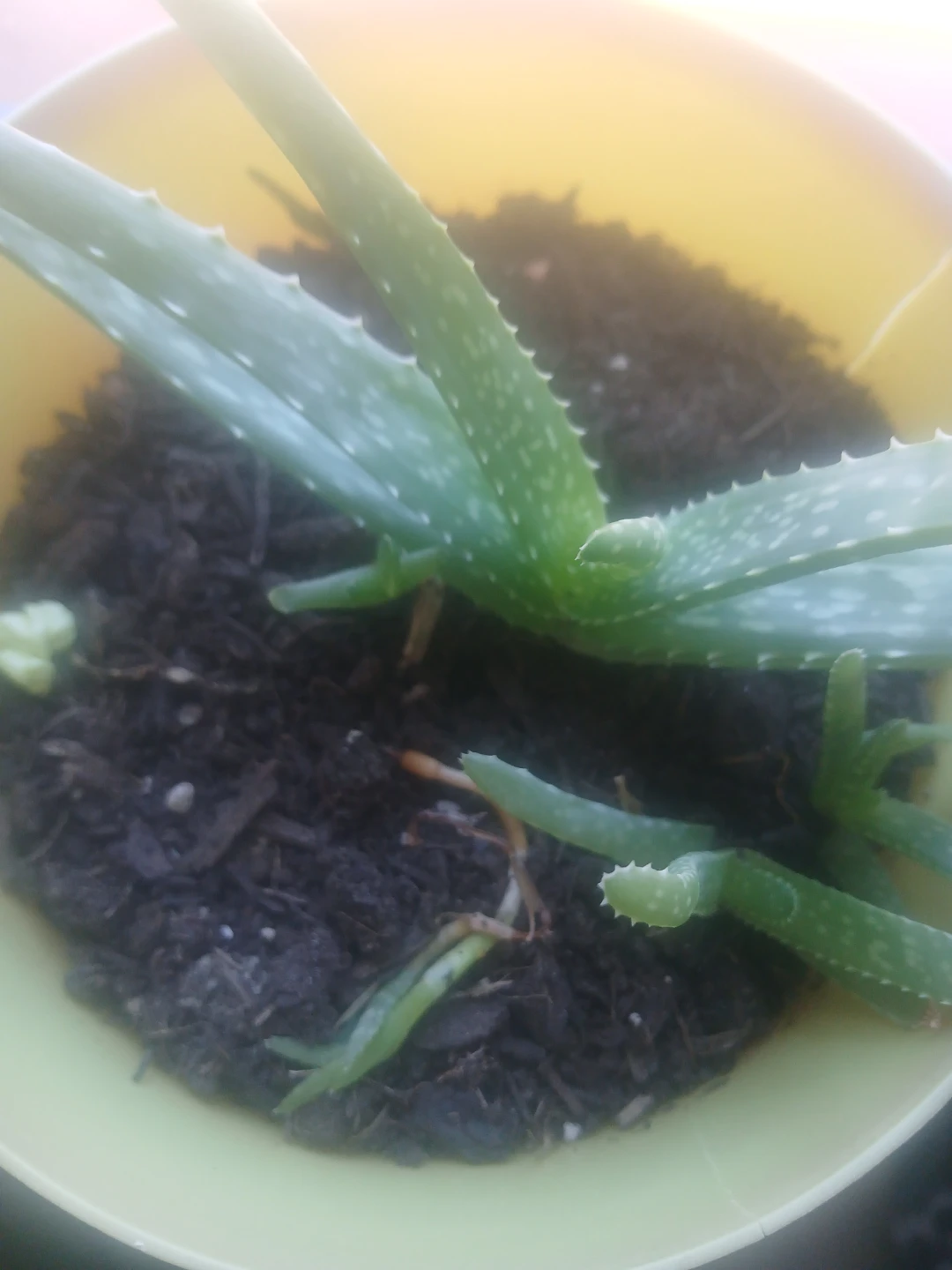 Aloe Vera Plant in Yellow Pot - photo 2
