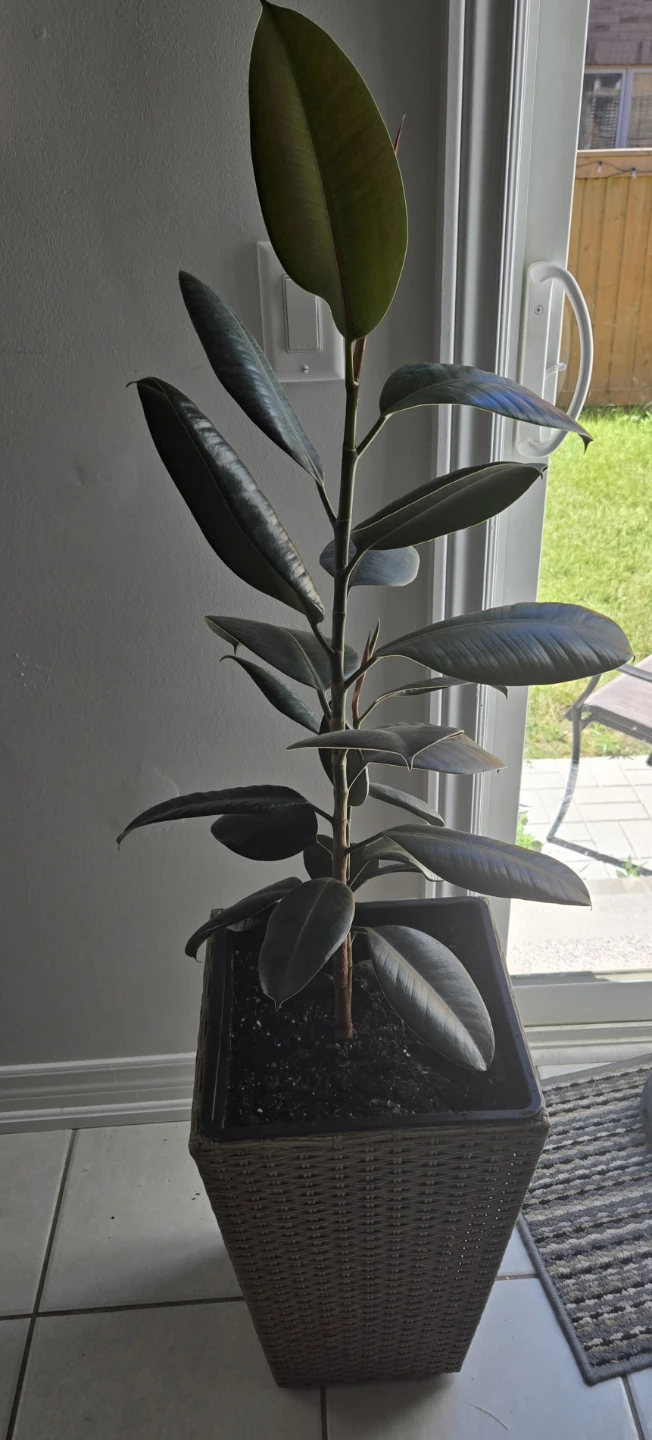 Beautiful and Healthy Ficus Tree in Tall Woven Wicker Planter