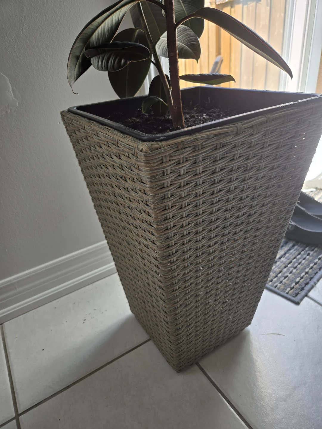Beautiful and Healthy Ficus Tree in Tall Woven Wicker Planter - photo 2