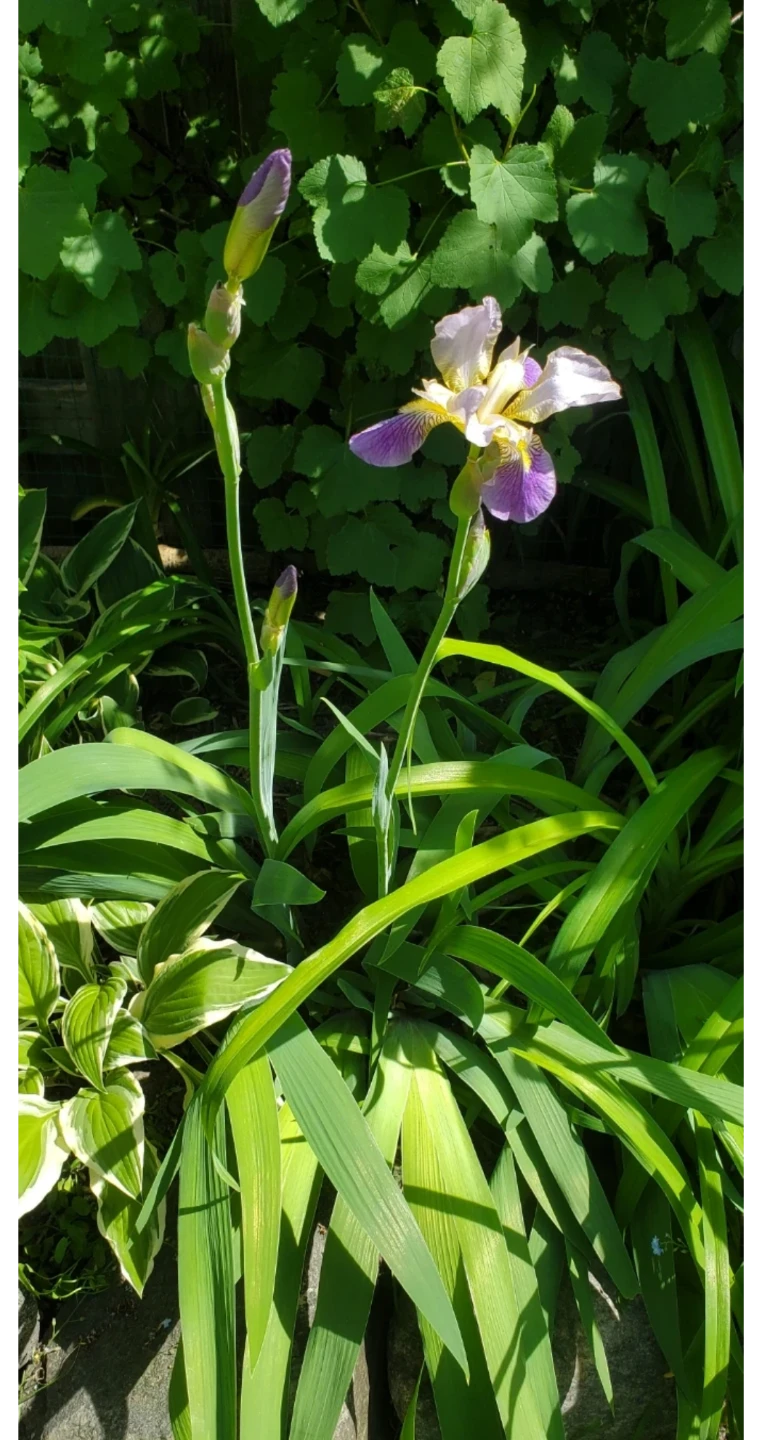 Iris germanica