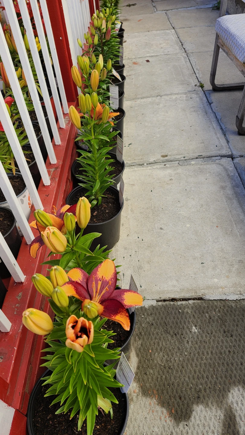 Lily plants in pots - photo 3