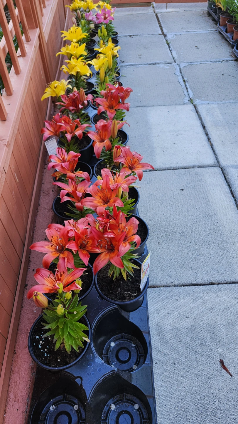 Lily plants in pots - photo 4