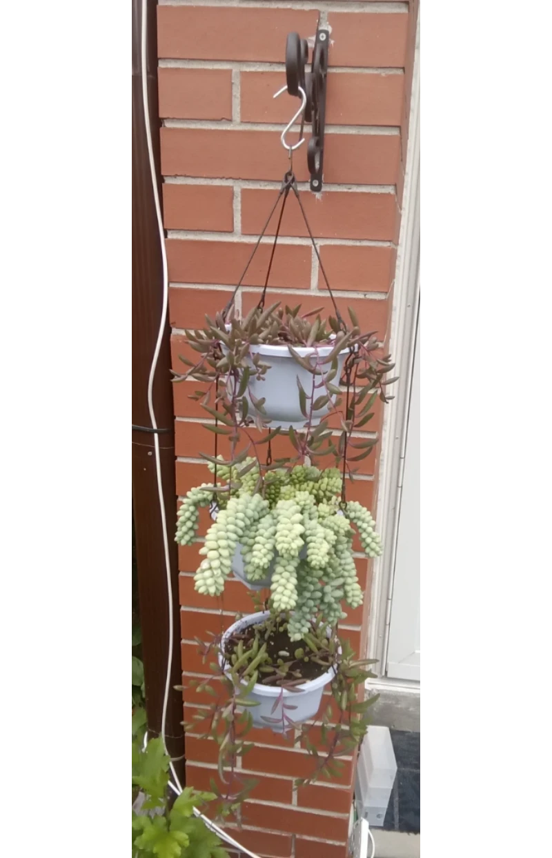 Hanging Succulent Plants (Donkey Tail & String of Rubies) - photo 2