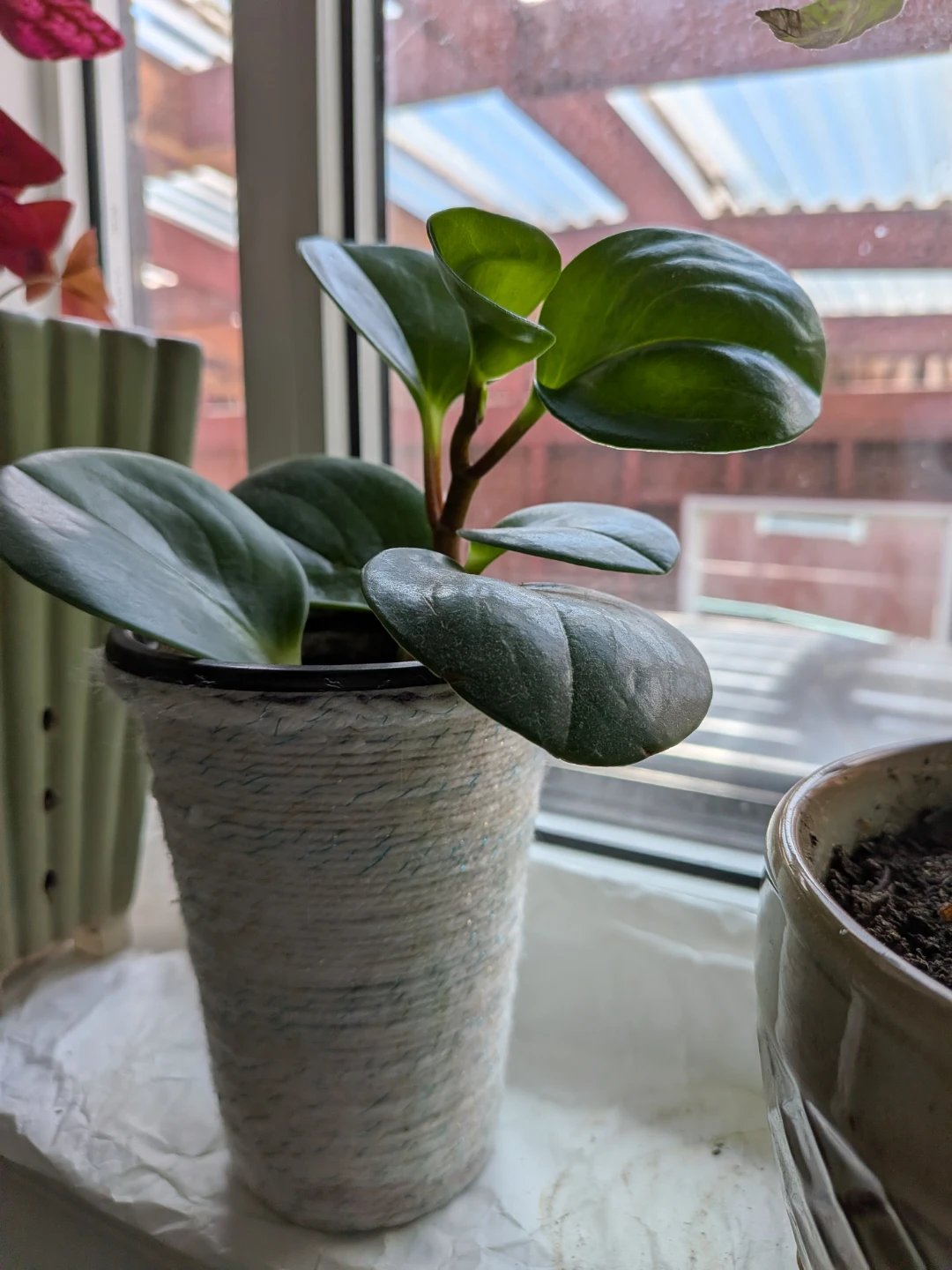 Baby Rubber Plant