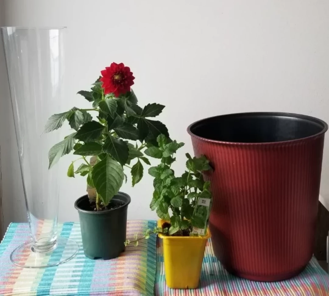 Tall Clear Glass Vase,  Mini Mint and Dahlia Plant, Plastic Pot