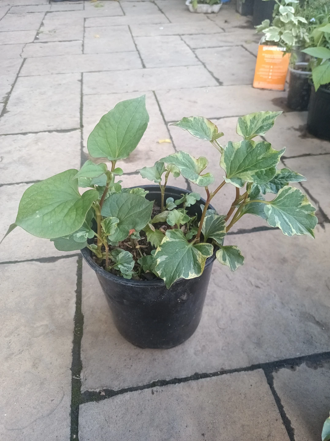 Variegated Plant in Pot