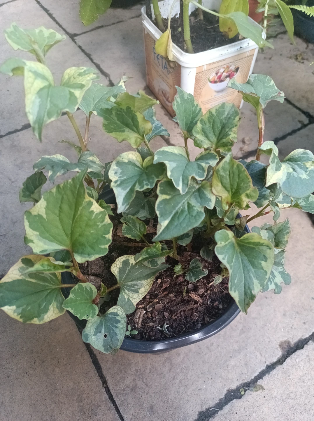 Variegated Plant in Pot - photo 2