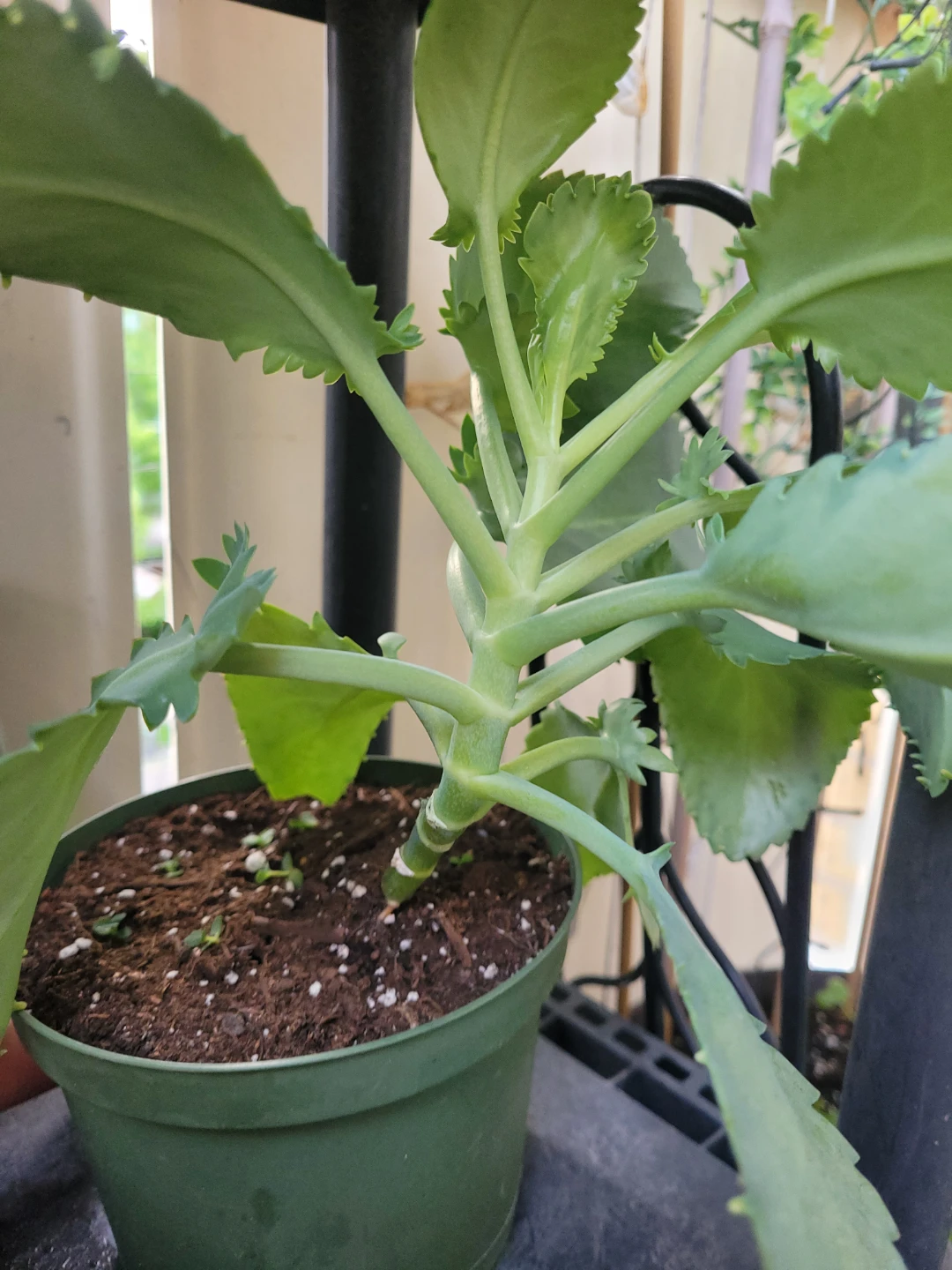 ⚽ Mother of Thousands Plant - photo 4
