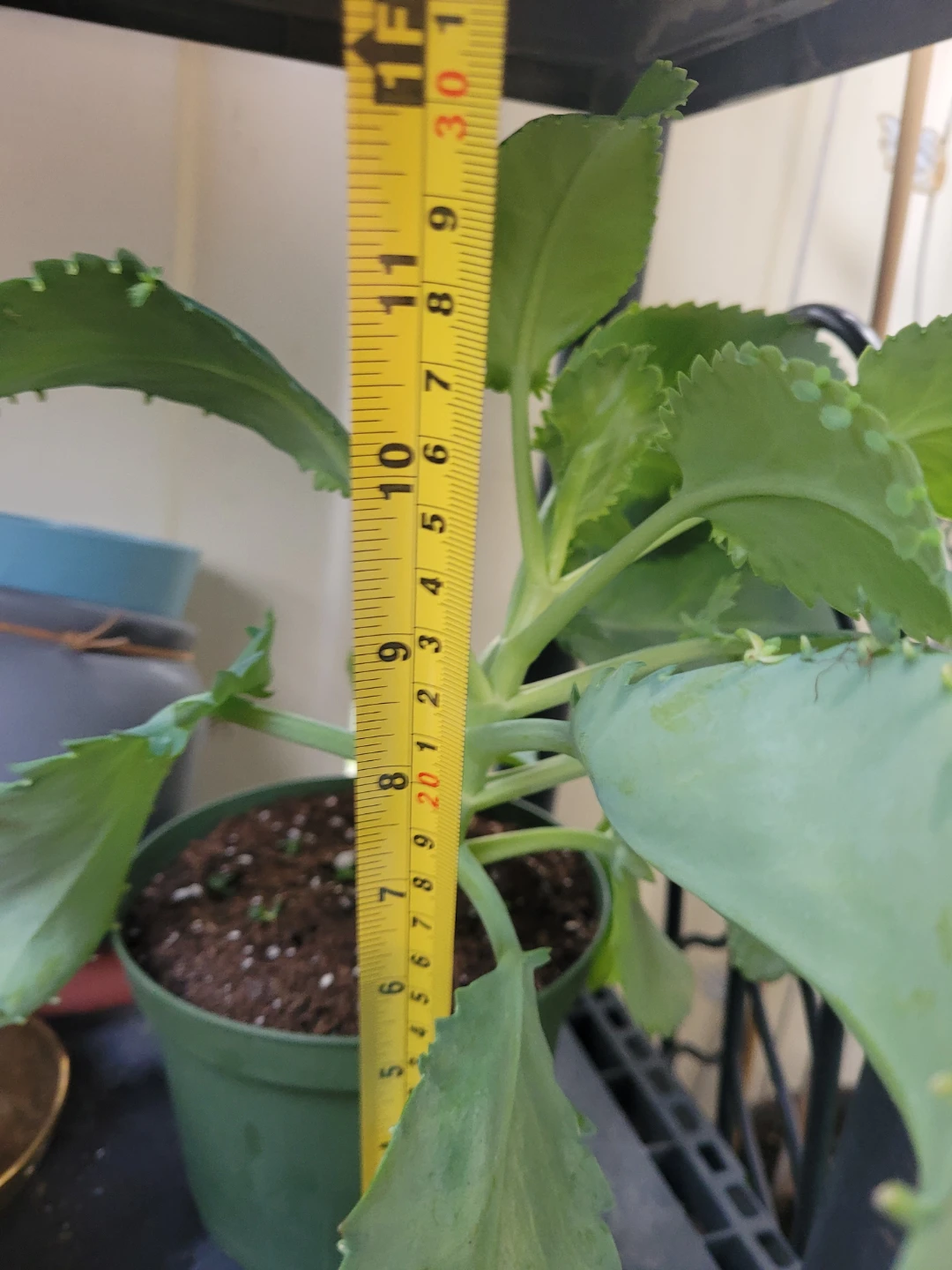 ⚽ Mother of Thousands Plant - photo 5