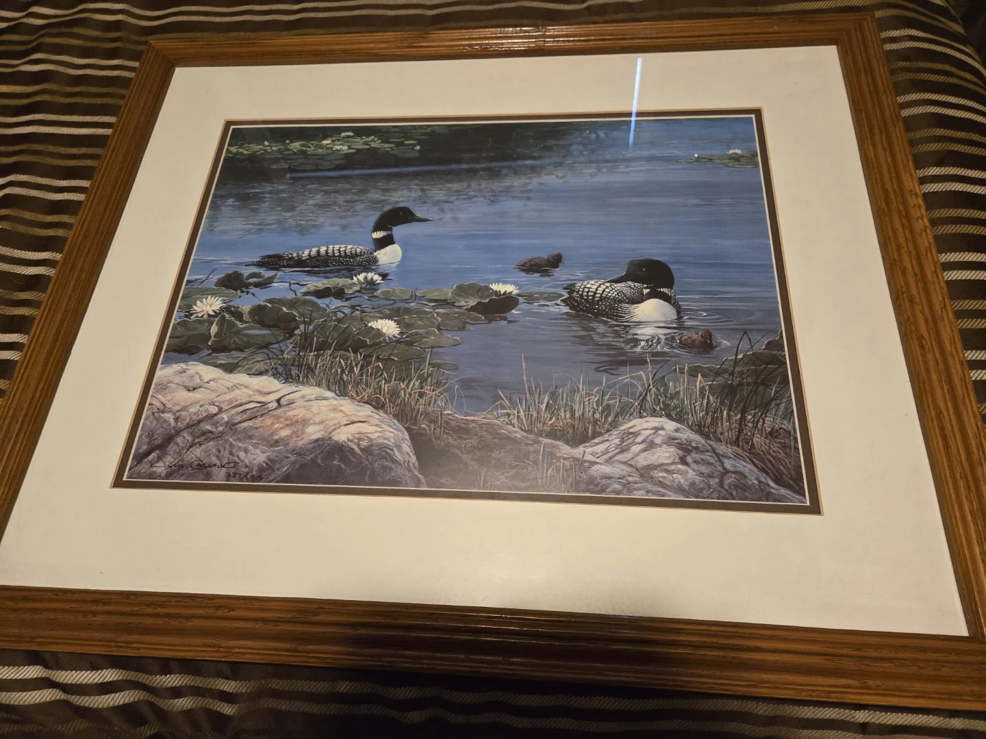 Common Loons In Lake - photo 2