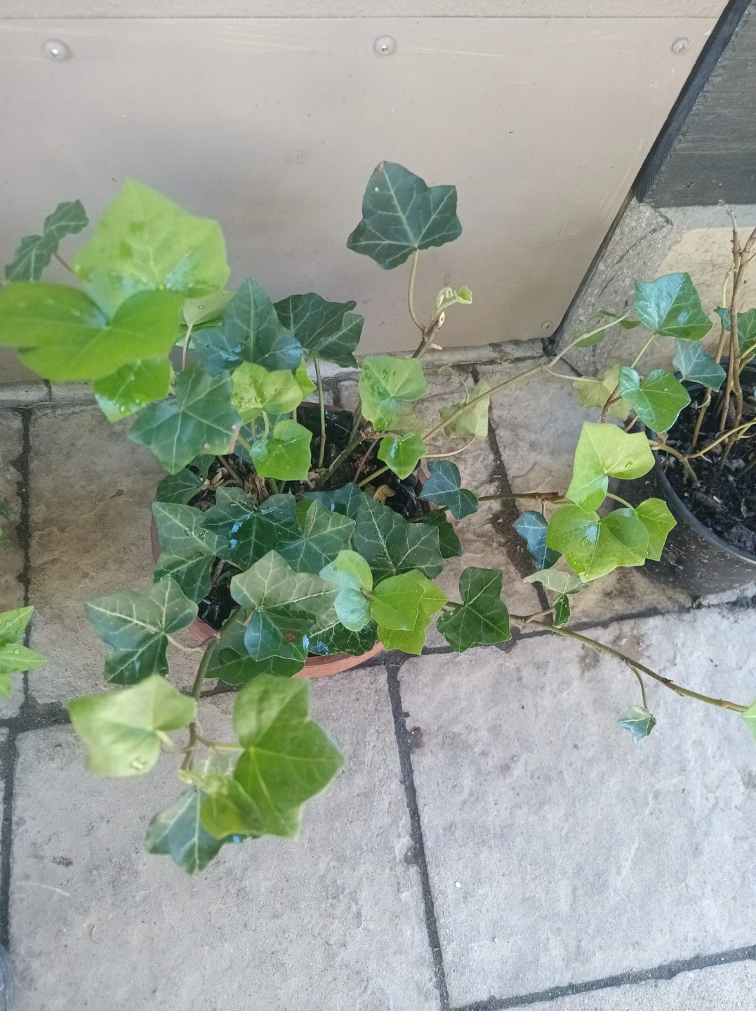 Inglis ivy - photo 3