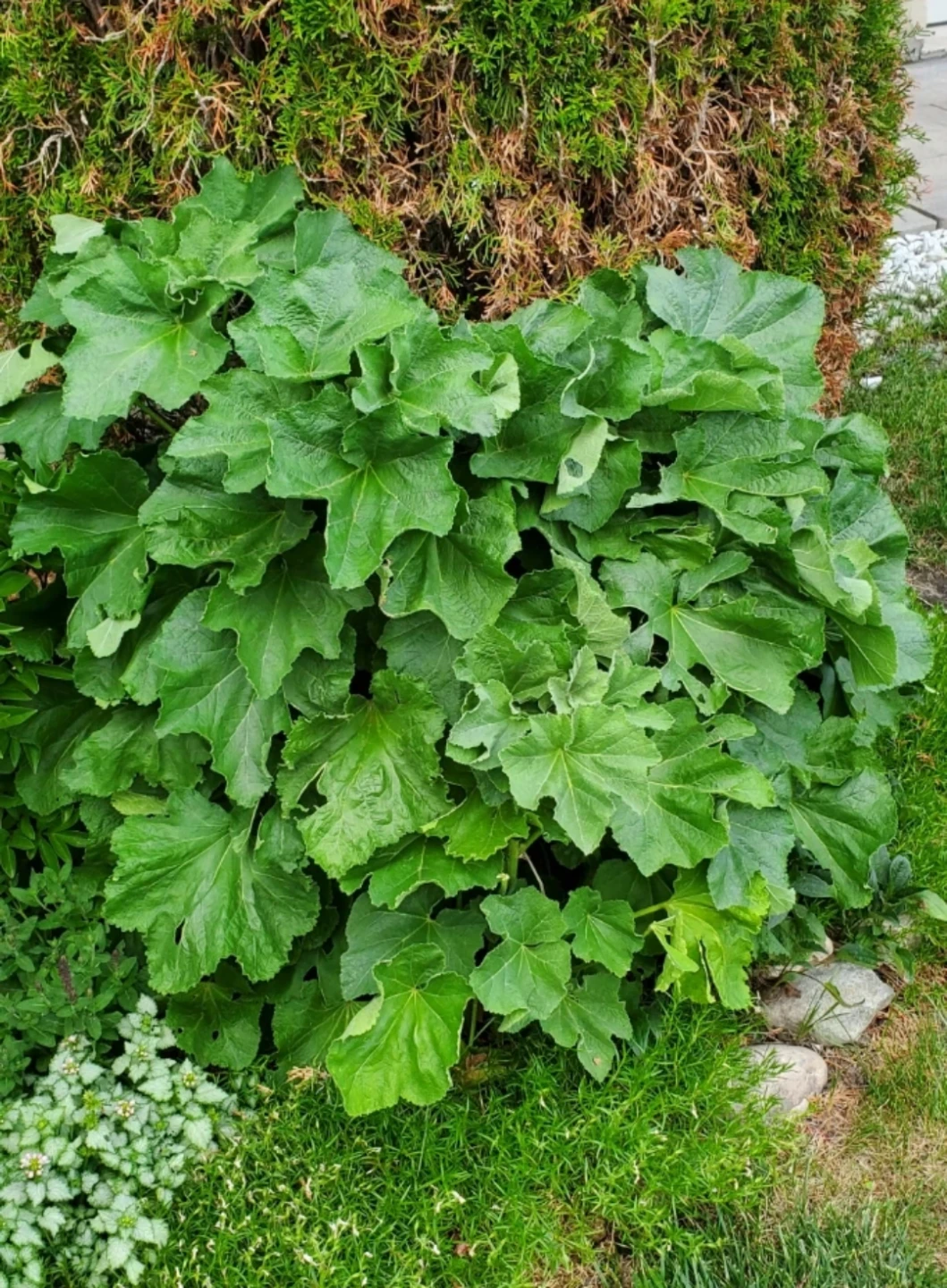 Hollyhocks