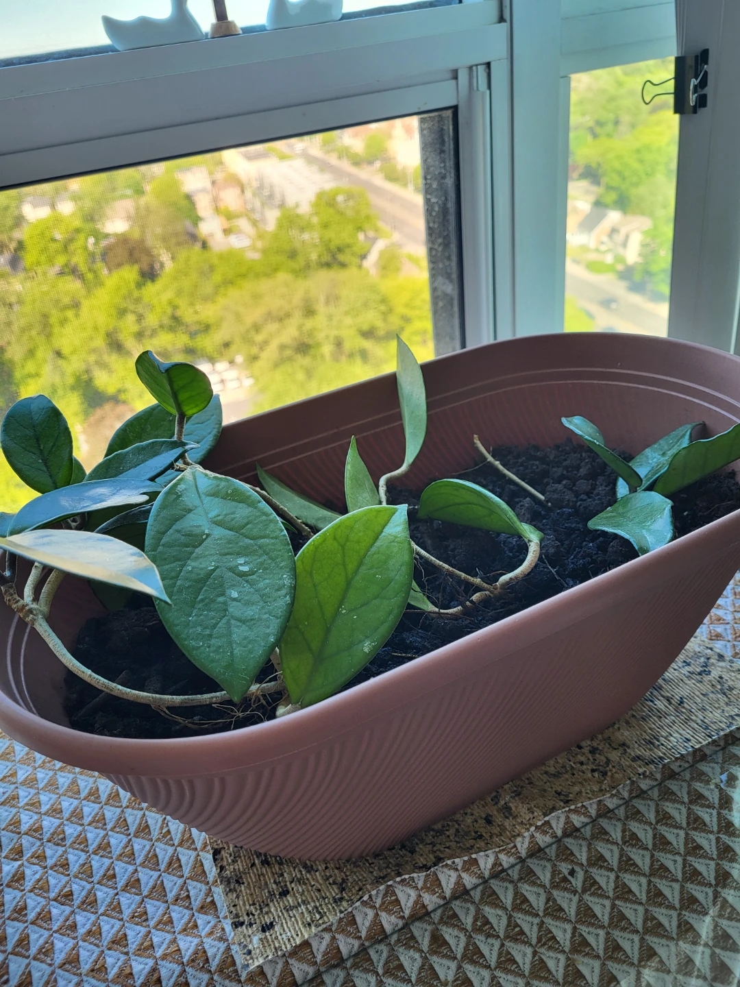 Hoya Plant in Brown Pot