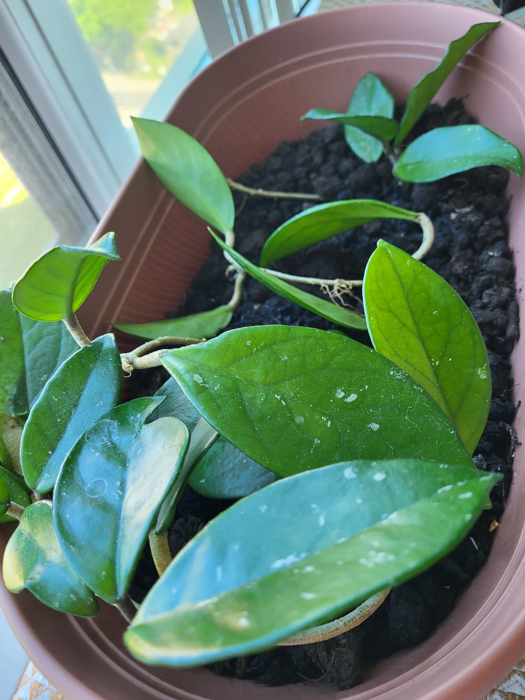 Hoya Plant in Brown Pot - photo 2