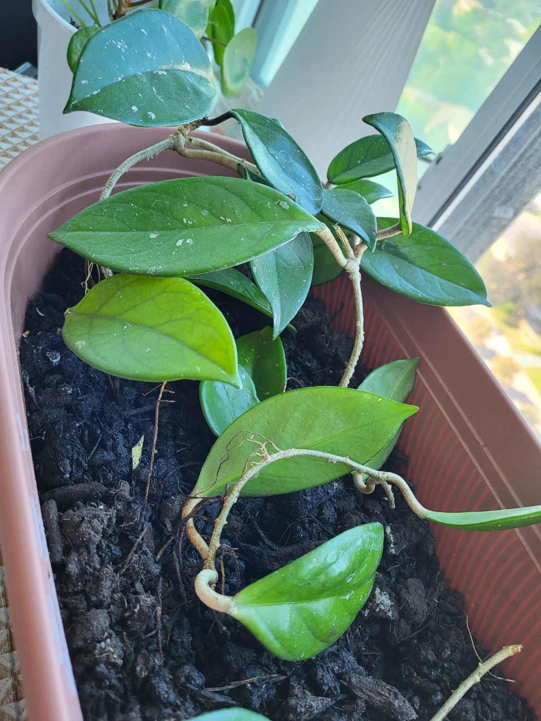 Hoya Plant in Brown Pot - photo 3