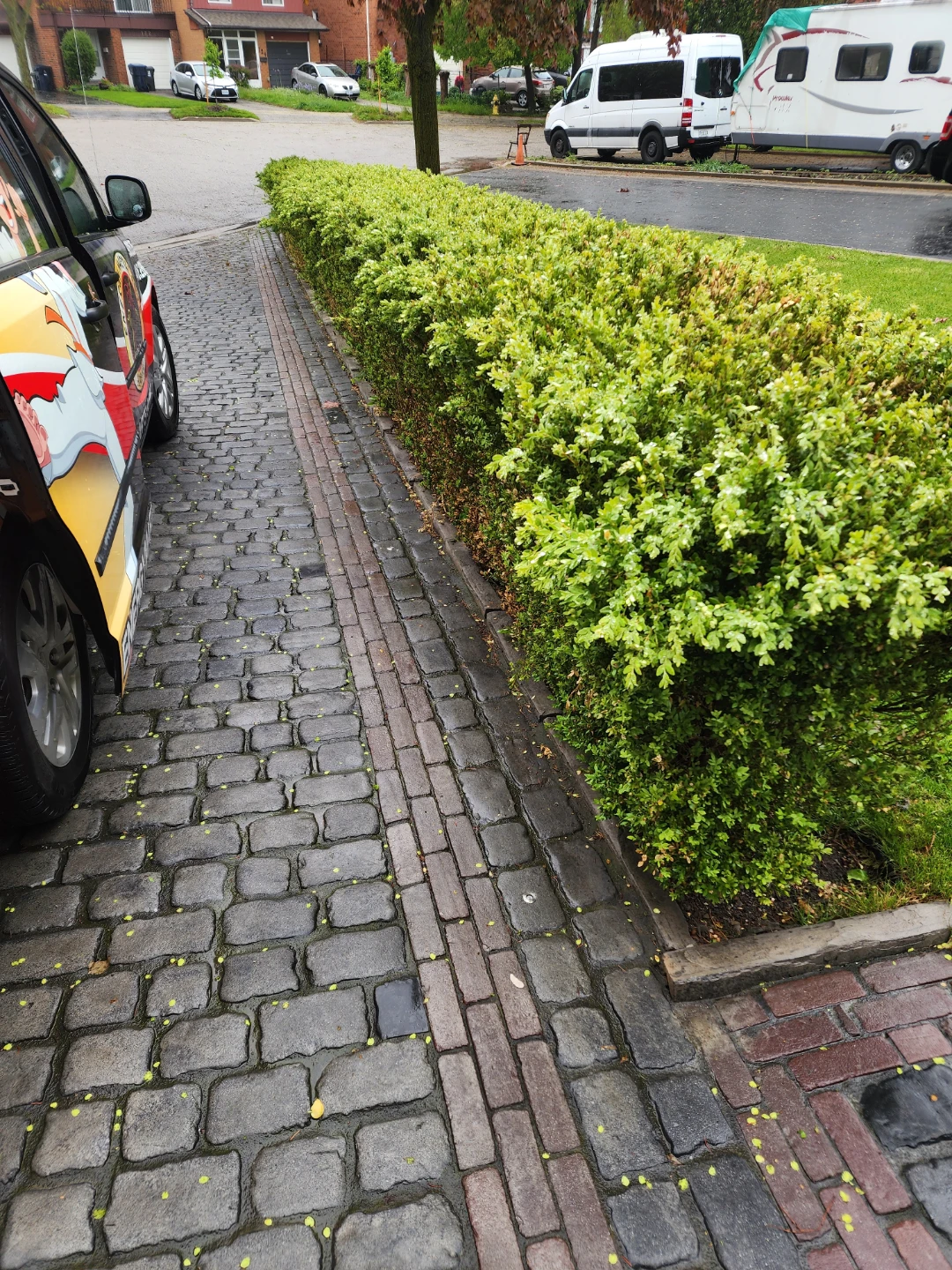Boxwoods 120 linear feet.