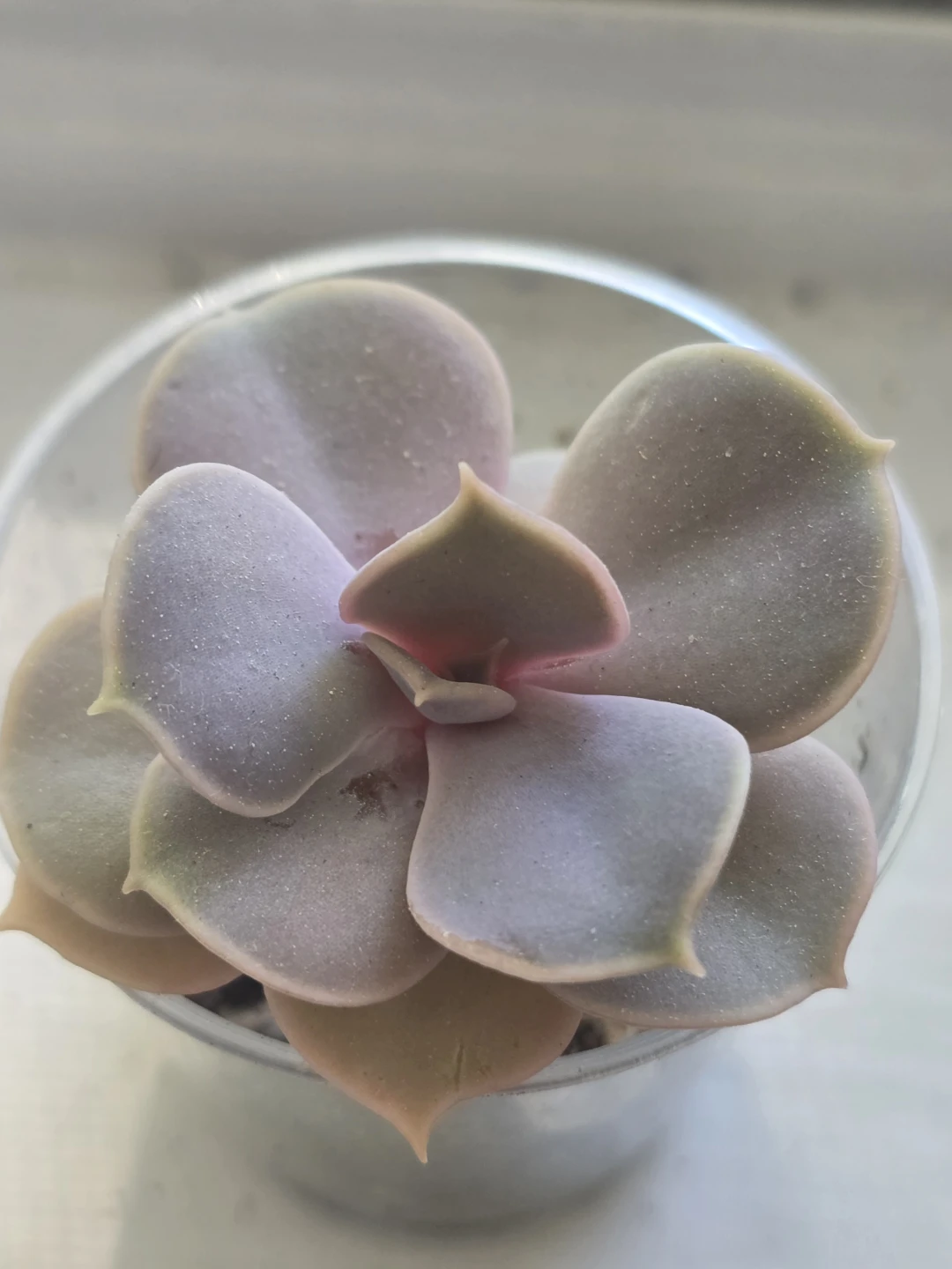 Purple Succulent Plant in Pot