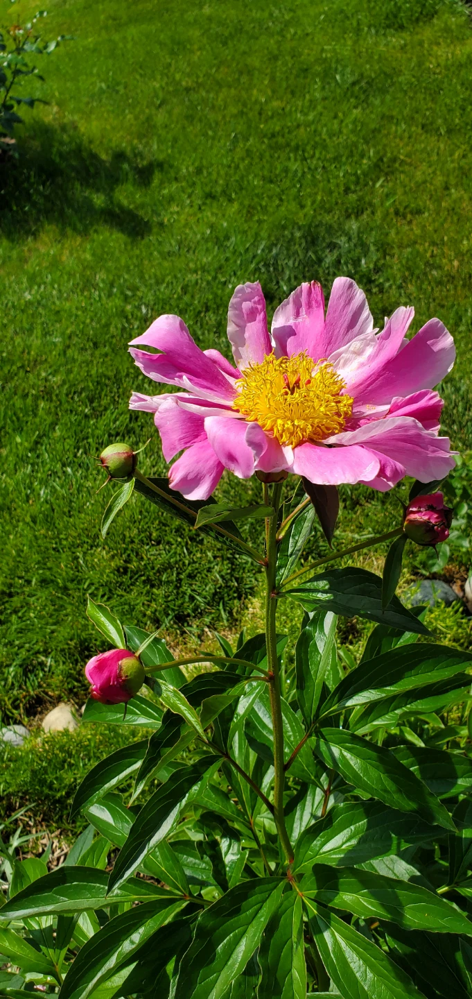 Peony