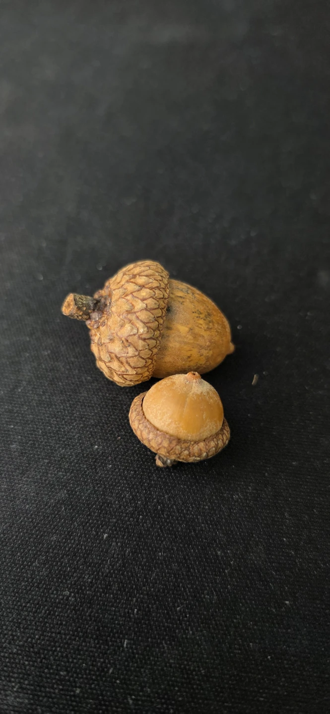 Two Acorns