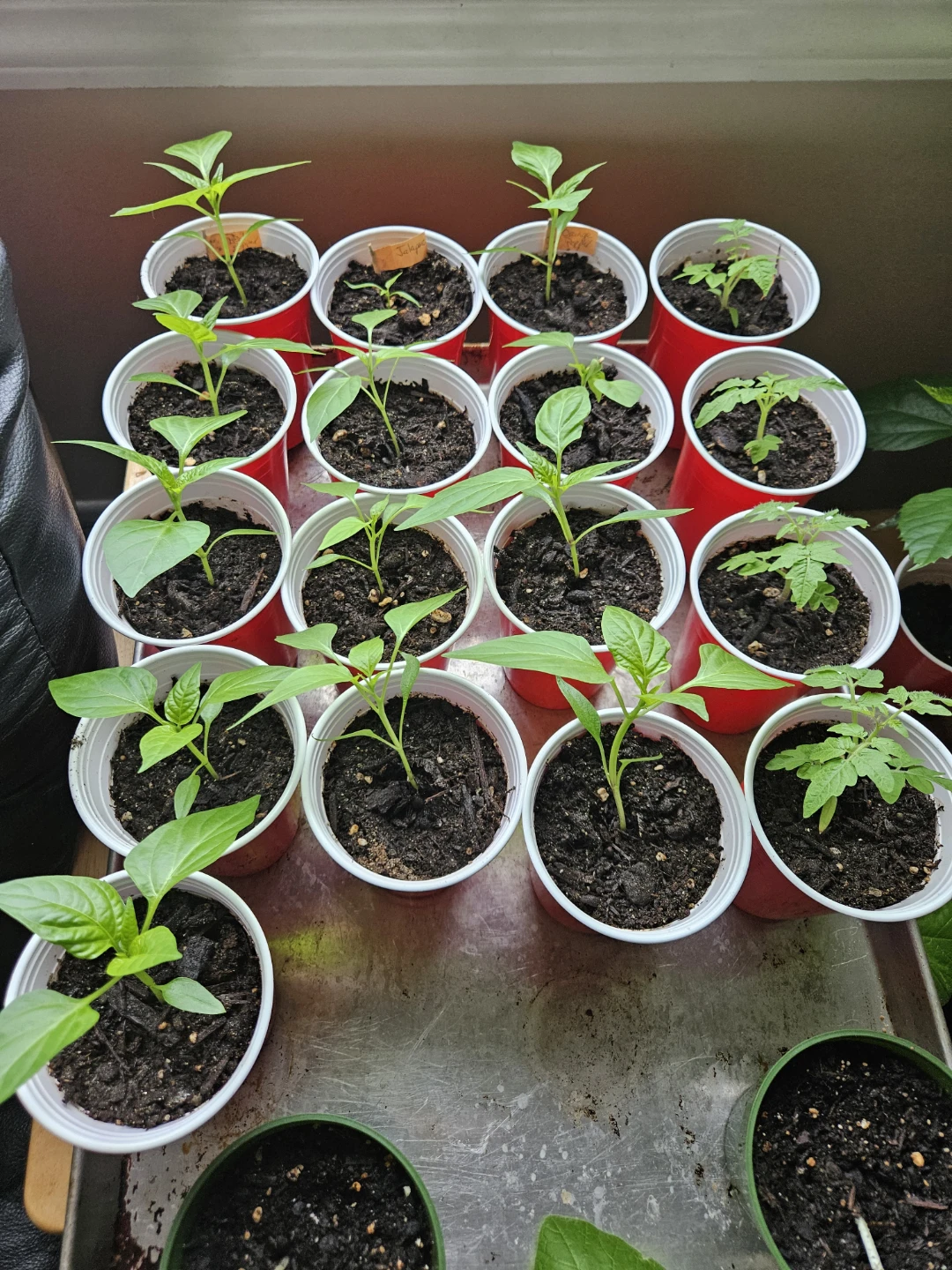 Assorted Vegetable Seedlings