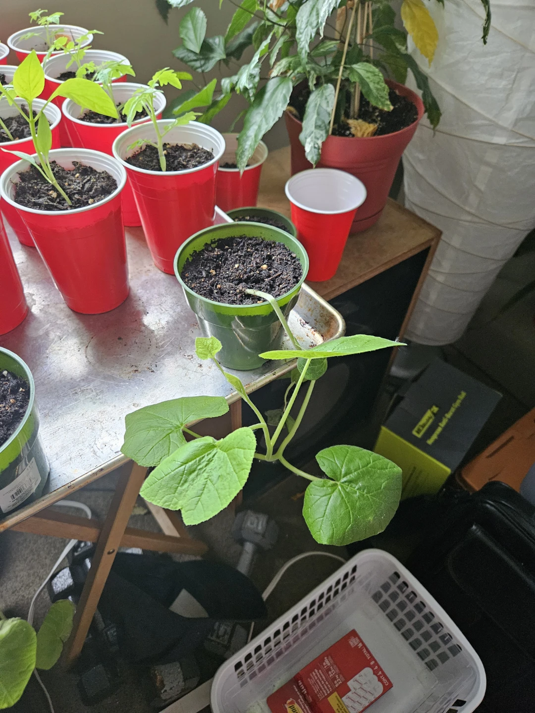 Assorted Vegetable Seedlings - photo 2