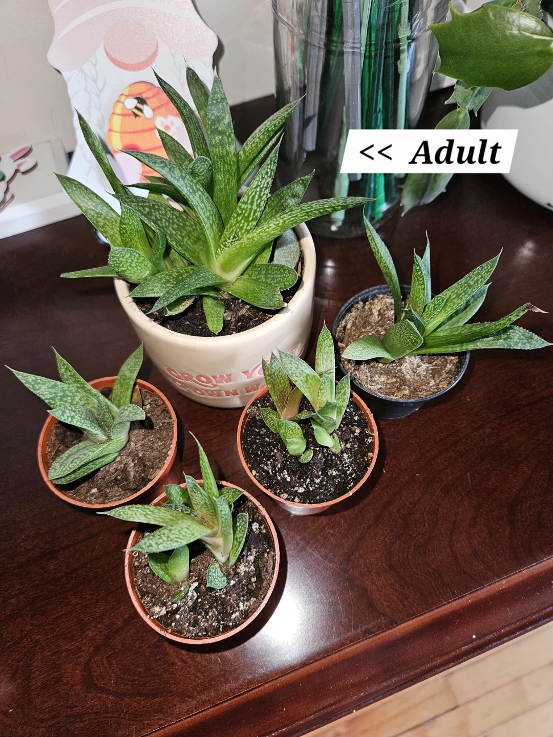Succulents 🌵 - photo 3