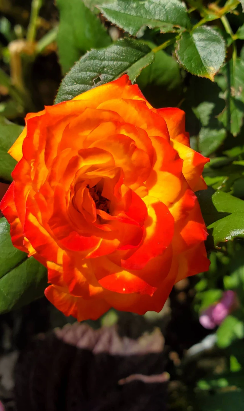 Floribunda Rose Charisma - photo 3