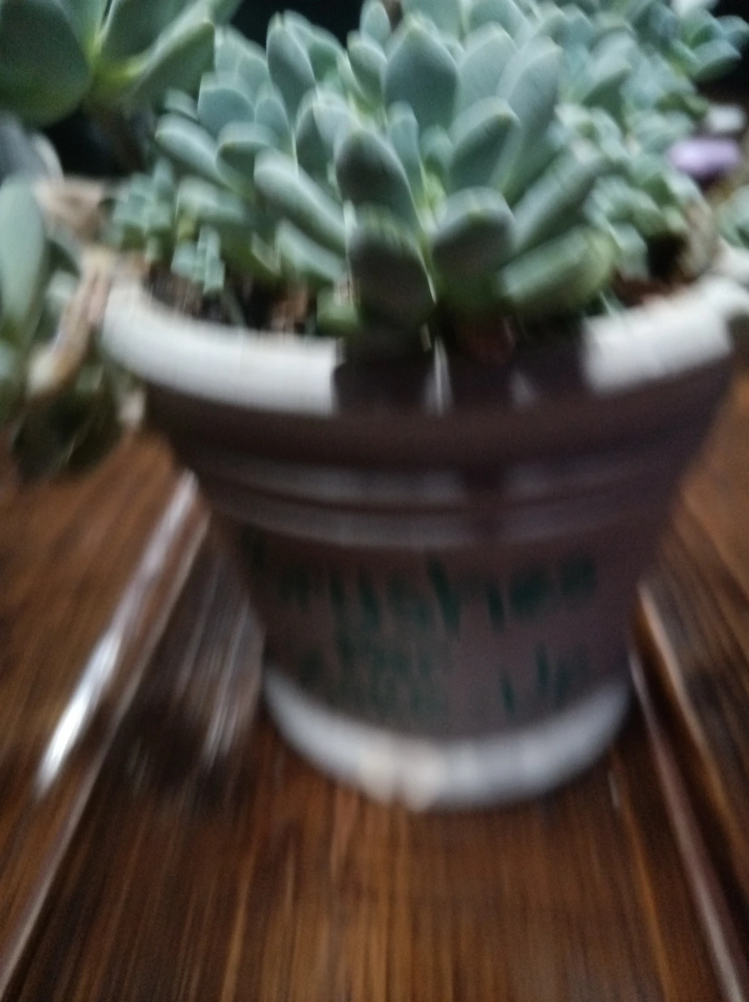 Graptopetalum succulent - photo 3