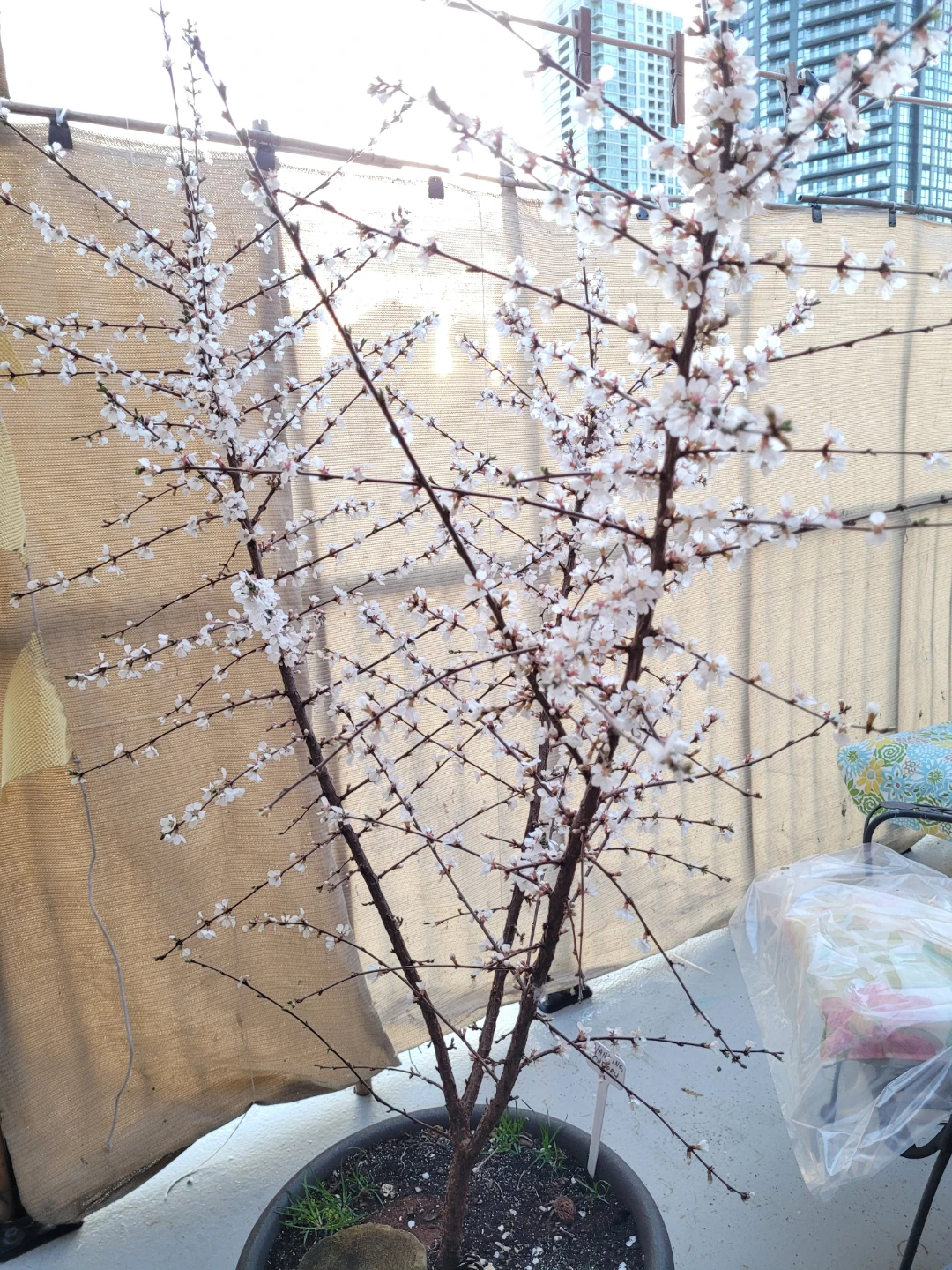 Nanking Cherry bush - photo 2