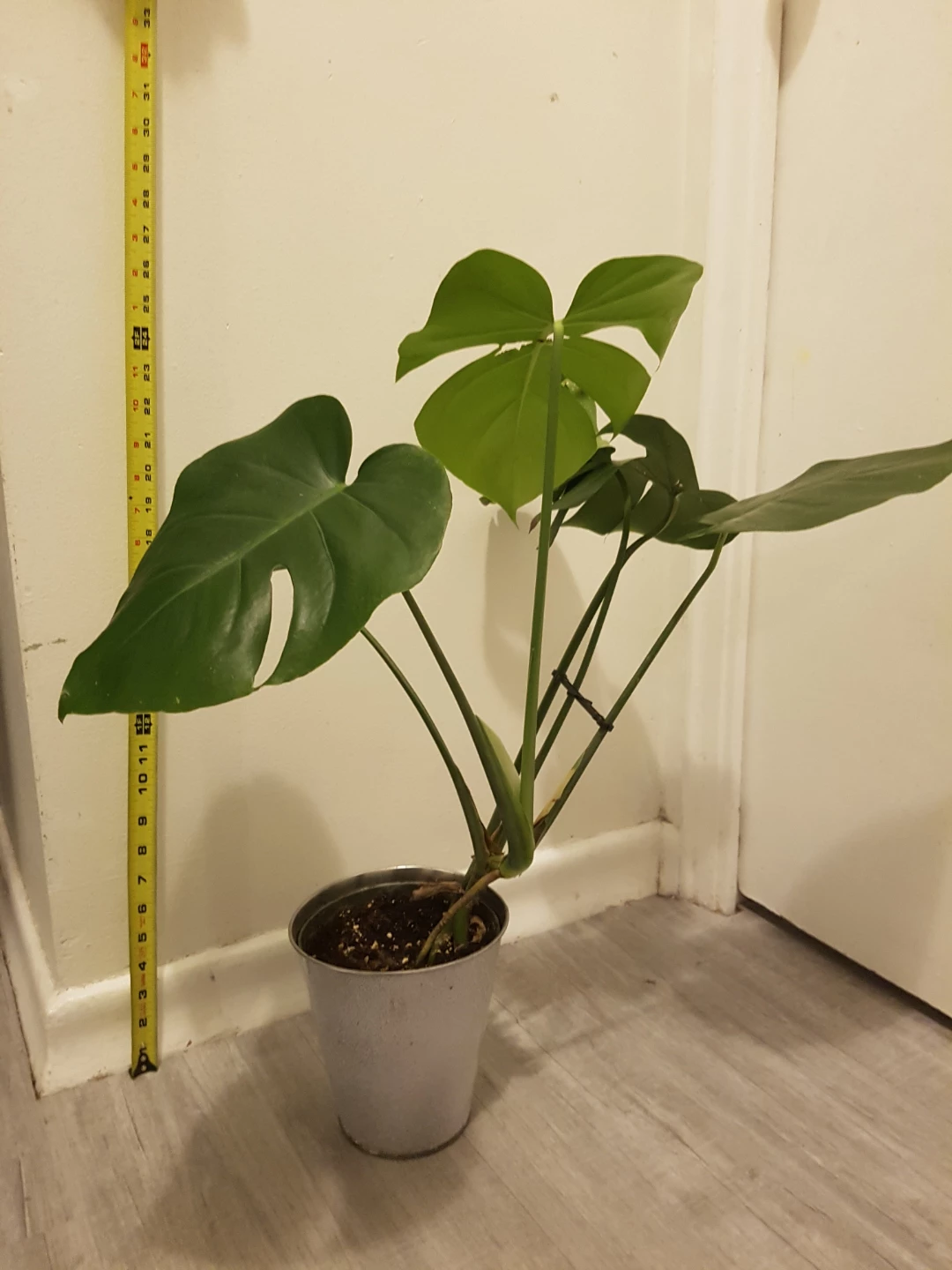 Monstera Plant
