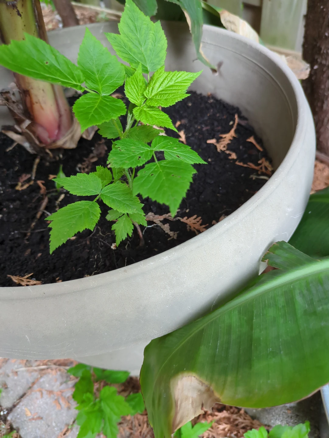⚽ Healthy Raspberry plants - sweet fruits - Perennial - photo 2